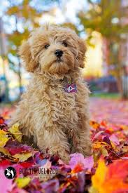 All of our adorable puppies have parents who are from selective healthy english cream golden retriever and poodle bloodlines that have. Mini Goldendoodle Click Image To Find More Animals Pinterest Pins Mini Goldendoodle Puppies Goldendoodle Puppy For Sale Goldendoodle Puppy