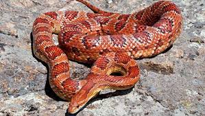 Black And Orange Striped Snake Florida Is That Snake Venomous Corn Snake Snake Snake Photos