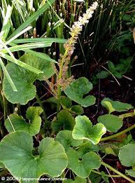 Image result for Gunnera perpensa
