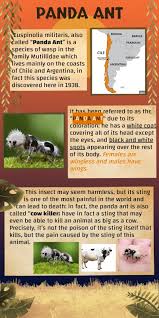 Image result for panda ant