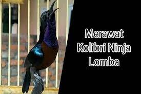 Itulah beberapa tips dan cara yang dapat birdsny.com sampaikan, mengenai cara merawat kolibri ninja biar cepat gacor dan ngobra. 18 Cara Merawat Kolibri Ninja Sebelum Dan Sesudah Lomba Hewan Id