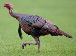I've read up on them, and it appears they consume mostly seeds and insects. Pin On Turkey Repellent