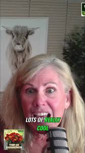 Discover Stunning Crab Apples: Ivory and Raspberry Spear Trees, Explore the  beauty of new crab apple varieties, Ivory Spear and Raspberry Spear!  Perfect for tight spaces, these trees reach 18-20 feet ...