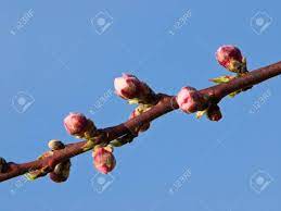 On the branches are buds, some of which contain leaves and others that contain five flowers. Branch Of Apple Tree With Flower Buds Stock Photo Picture And Royalty Free Image Image 12788078