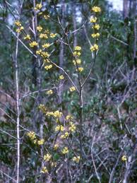 Image result for Buchnera libenii