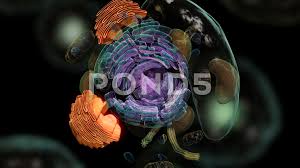 Cell structure i nucleus medical media. Animal Cell Stock Footage Royalty Free Stock Videos Pond5