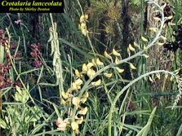 Image result for Crotalaria distans