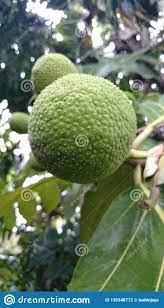 Buah sukun sangat bagus untuk kesehatan kita, bisa dimakan buahnya, dengan. Buah Sukun Bread Fruit Photo Stock Photo Image Of Portrait Nature 135348772