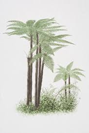 Image result for Cyatheaceae