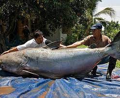 Governments Take Action To Protect Mekong Giant Wwf