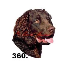 Image result for americký vodní španěl