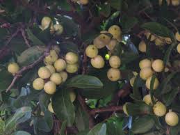 Image result for Melicoccus