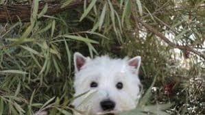 Dog Bee Sting? Here'S What To Do - Dogs Naturally