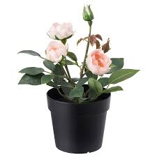 Tra le tante piante da interno con fiori spesso ci ricordiamo del geranio e delle rose ma questa volta ci soffermiamo su due piante particolarmente colorate ed ornamentali vale a dire la begonia e la calla. Fejka Pianta Artificiale Con Vaso Da Interno Esterno Rosa Rosa 9 Cm Ikea It