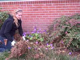 We did not find results for: How To Prune A Hardy Geranium Or Cranesbill Avi Youtube