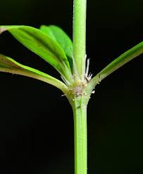 Image result for Spermacoce annua