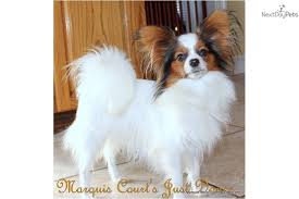 Papillons are easily trained and excel at obedience, agility or just being. Sold Akc Avril Gorgeous Papillon Puppy Papillon Puppies For Sale Papillon Dog Puppy