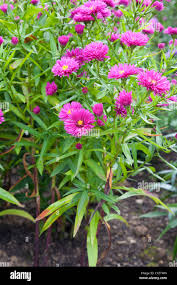 Image result for Asters `Jenny
