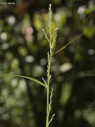 Image result for Scleria racemosa