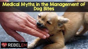 Bites from unvaccinated dogs cause most of these cases. Medical Myths In The Management Of Dog Bites Rebel Em Emergency Medicine Blog