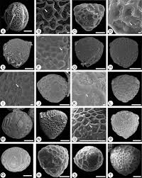 Image result for Eriosema chrysadenium