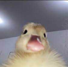 pato
