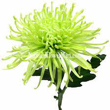 Pin On Flowers Peonies Daffodil Orchids Fugi Mums Others