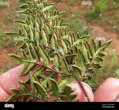 Image result for Cheilanthes quadripinnata