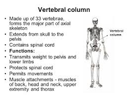 More bones equals more work and memory. Vertebral Column Dr N Satyanarayana Vertebral Column Made Up Of 33 Vertebrae Forms The Major Part Of Axial Skeleton Extends From Skull To The Pelvis Ppt Download