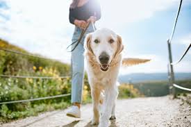 Check spelling or type a new query. Comment Fabriquer Un Anti Puce Naturel Pour Chien