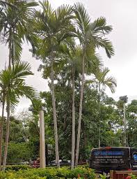 Image result for Ptychosperma elegans