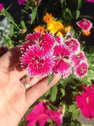 Garden Answers Plant Identification Dianthus Barbatus Sweet William Flowers