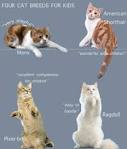 Top 16 Kid-Friendly Cat Breeds - CatTime