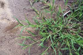 Image result for Panicum novemnerve