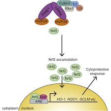 Like ebola, marburg virus disease can cause severe hemorrhaging that leads to shock, organ failure, or death. The Marburg Virus Vp24 Protein Interacts With Keap1 To Activate The Cytoprotective Antioxidant Response Pathway Sciencedirect
