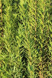 Image result for Myrica pilulifera