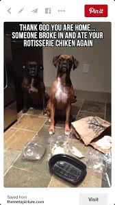 Pin By Lisbethmaduro On Doggie Memes Funny Animal Pictures Funny Animals Funny Dogs