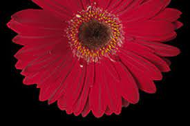 Gerberas Red Ruby Red Flower Floral Expert Dictionary Lobiloo