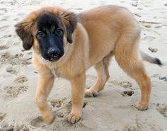 The beautiful and rare estrela mountain dog originated in the mountains of. 53 Estrela Mountain Dog Ideas Estrela Mountain Dog Mountain Dogs Estrela
