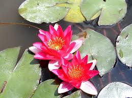 Image result for Nymphaea divaricata