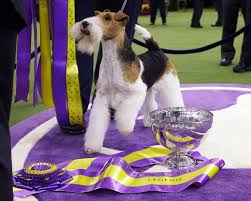 King, bean, wilma, burns, baby lars, colton, and bono. Westminster 2019 Winning Dog Ruled Ineligible For Best In Show Competition Nj Com