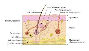 Anatomy And Physiology In Context Reading Assignment