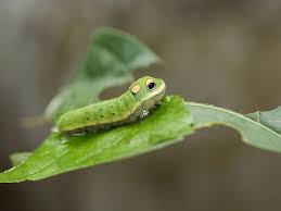 Cinnabar moth caterpillar ©andrew hankinson. 10 Remarkable Caterpillars And What They Become