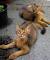 Egyptian Abyssinian Cat