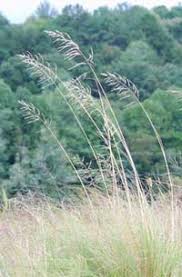 Image result for Eragrostis pallens