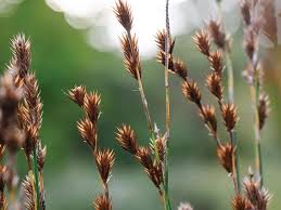 Image result for Restionaceae