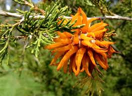 Although the fruit is typically eaten by wildlife such as birds and squirrels, it can also be harvested by humans. Creepy Orange Fungus Attacking Junipers Gardening In Michigan