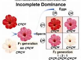 Spotted cows and flowers with petals of two different colors are examples of codominance, for example. Codominance And Multiple Alleles Revision Notes In A Level And Ib Biology