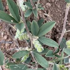 Image result for Anisotes formosissimus