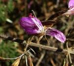 Image result for Dicliptera betonicoides